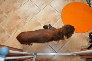 jamniki szczeni�ta